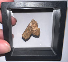 Load image into Gallery viewer, HUGE Triceratops type Ceratopsian Tooth 1.03 Inches