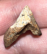 Load image into Gallery viewer, GEM Juvenile Triceratops type Ceratopsian Tooth with Full Crown and Root .88 Inches Lance Formation Wyoming