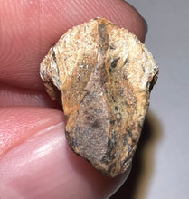 Load image into Gallery viewer, GEM Juvenile Triceratops type Ceratopsian Tooth with Full Crown and Root .88 Inches Lance Formation Wyoming