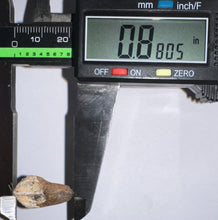 Load image into Gallery viewer, GEM Juvenile Triceratops type Ceratopsian Tooth with Full Crown and Root .88 Inches Lance Formation Wyoming