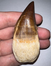 Load image into Gallery viewer, Thalassotitan Mosasaur Tooth 2.87 Inches! Dinosaur Era Marine Reptile! No Repair!