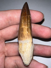 Load image into Gallery viewer, Thalassotitan Mosasaur Tooth 2.87 Inches! Dinosaur Era Marine Reptile! No Repair!