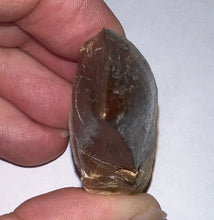 Load image into Gallery viewer, Thalassotitan Mosasaur Tooth 2.87 Inches! Dinosaur Era Marine Reptile! No Repair!