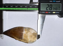 Load image into Gallery viewer, Thalassotitan Mosasaur Tooth 2.87 Inches! Dinosaur Era Marine Reptile! No Repair!