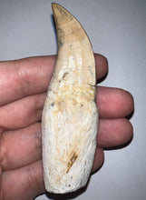 Load image into Gallery viewer, Large Mosasaurus Mosasaur Tooth 3.42 Inches! Dinosaur Era Marine Reptile! No Repair!