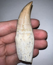 Load image into Gallery viewer, Large Mosasaurus Mosasaur Tooth 3.42 Inches! Dinosaur Era Marine Reptile! No Repair!