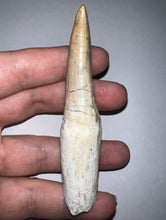Load image into Gallery viewer, Large Mosasaurus Mosasaur Tooth 3.42 Inches! Dinosaur Era Marine Reptile! No Repair!