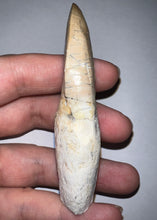 Load image into Gallery viewer, Large Mosasaurus Mosasaur Tooth 3.42 Inches! Dinosaur Era Marine Reptile! No Repair!