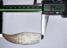 Load image into Gallery viewer, Large Mosasaurus Mosasaur Tooth 3.42 Inches! Dinosaur Era Marine Reptile! No Repair!