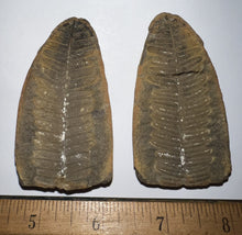 Load image into Gallery viewer, Large Fossil Tree Ferns from Mazon Creek both halves 2.25 to 3 Inches One Pair Per Order