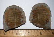 Load image into Gallery viewer, Fossil Tree Ferns from Mazon Creek both halves 1.5 to 2 Inches One Pair Per Order