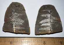 Load image into Gallery viewer, Fossil Tree Ferns from Mazon Creek both halves 1.5 to 2 Inches One Pair Per Order