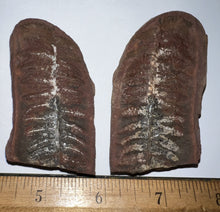 Load image into Gallery viewer, Large Fossil Tree Ferns from Mazon Creek both halves 2.25 to 3 Inches One Pair Per Order