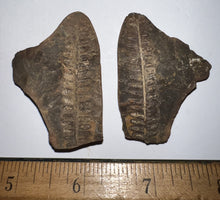 Load image into Gallery viewer, Fossil Tree Ferns from Mazon Creek both halves 1.5 to 2 Inches One Pair Per Order