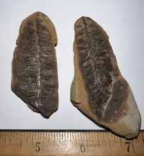 Load image into Gallery viewer, Fossil Tree Ferns from Mazon Creek both halves 1.5 to 2 Inches One Pair Per Order