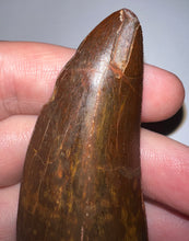 Load image into Gallery viewer, Monster Carcharodontosaur Fossil Tooth 3.09 Inches No Repair Fantastic Serrations