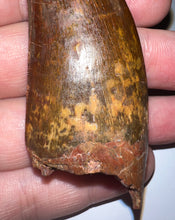 Load image into Gallery viewer, Monster Carcharodontosaur Fossil Tooth 3.09 Inches No Repair Fantastic Serrations