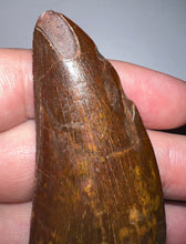 Load image into Gallery viewer, Monster Carcharodontosaur Fossil Tooth 3.09 Inches No Repair Fantastic Serrations