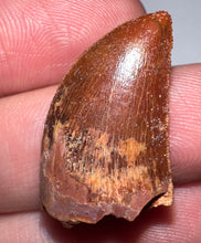 Load image into Gallery viewer, Juvenile Carcharodontosaur Fossil Tooth 1.05 Inches No Repair Fantastic Serrations