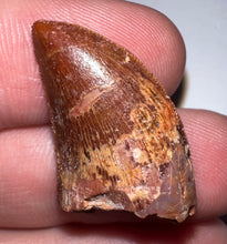 Load image into Gallery viewer, Juvenile Carcharodontosaur Fossil Tooth 1.05 Inches No Repair Fantastic Serrations