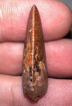 Load image into Gallery viewer, Juvenile Carcharodontosaur Fossil Tooth 1.05 Inches No Repair Fantastic Serrations