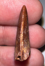 Load image into Gallery viewer, Juvenile Carcharodontosaur Fossil Tooth 1.05 Inches No Repair Fantastic Serrations