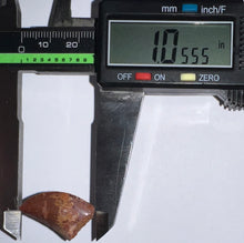 Load image into Gallery viewer, Juvenile Carcharodontosaur Fossil Tooth 1.05 Inches No Repair Fantastic Serrations