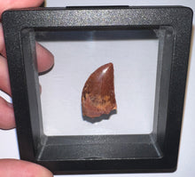 Load image into Gallery viewer, Juvenile Carcharodontosaur Fossil Tooth 1.05 Inches No Repair Fantastic Serrations