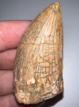 Load image into Gallery viewer, Large Carcharodontosaur Fossil Tooth 2.19 Inches Fantastic Serrations!