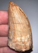 Load image into Gallery viewer, Large Carcharodontosaur Fossil Tooth 2.19 Inches Fantastic Serrations!