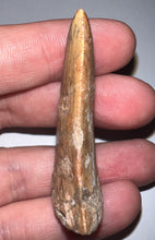 Load image into Gallery viewer, Large Carcharodontosaur Fossil Tooth 2.19 Inches Fantastic Serrations!