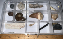 Load image into Gallery viewer, Beginner Collection of 12 labeled Fossils in a clear case. Includes Mosasaur Tooth, Dinosaur Bone Fragment, Mastodon Molar Fragment and more!
