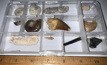 Load image into Gallery viewer, Beginner Collection of 12 labeled Fossils in a clear case. Includes Mosasaur Tooth, Dinosaur Bone Fragment, Mastodon Molar Fragment and more!