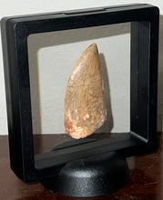 Load image into Gallery viewer, Large Carcharodontosaur Fossil Tooth 2.19 Inches Fantastic Serrations!