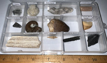 Load image into Gallery viewer, Beginner Collection of 12 labeled Fossils in a clear case. Includes Mosasaur Tooth, Dinosaur Bone Fragment, Mastodon Molar Fragment and more!