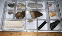 Load image into Gallery viewer, Beginner Collection of 12 labeled Fossils in a clear case. Includes Mosasaur Tooth, Dinosaur Bone Fragment, Mastodon Molar Fragment and more!