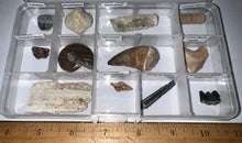 Load image into Gallery viewer, Beginner Collection of 12 labeled Fossils in a clear case. Includes Mosasaur Tooth, Dinosaur Bone Fragment, Mastodon Molar Fragment and more!