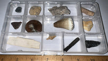 Load image into Gallery viewer, Beginner Collection of 12 labeled Fossils in a clear case. Includes Mosasaur Tooth, Dinosaur Bone Fragment, Mastodon Molar Fragment and more!