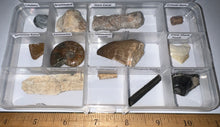 Load image into Gallery viewer, Beginner Collection of 12 labeled Fossils in a clear case. Includes Mosasaur Tooth, Dinosaur Bone Fragment, Mastodon Molar Fragment and more!