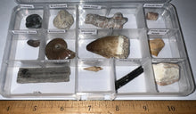 Load image into Gallery viewer, Beginner Collection of 12 labeled Fossils in a clear case. Includes Mosasaur Tooth, Dinosaur Bone Fragment, Mastodon Molar Fragment and more!