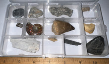 Load image into Gallery viewer, Beginner Collection of 12 labeled Fossils in a clear case. Includes Mosasaur Tooth, Dinosaur Bone Fragment, Mastodon Molar Fragment and more!