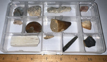 Load image into Gallery viewer, Beginner Collection of 12 labeled Fossils in a clear case. Includes Mosasaur Tooth, Dinosaur Bone Fragment, Mastodon Molar Fragment and more!