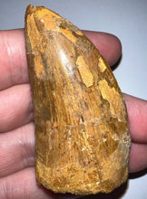 Load image into Gallery viewer, Huge Carcharodontosaur Fossil Tooth 2.56 Inches
