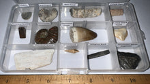 Load image into Gallery viewer, Beginner Collection of 12 labeled Fossils in a clear case. Includes Mosasaur Tooth, Dinosaur Bone Fragment, Mastodon Molar Fragment and more!