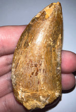 Load image into Gallery viewer, Huge Carcharodontosaur Fossil Tooth 2.56 Inches