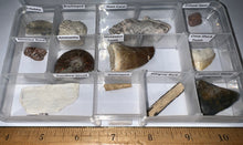 Load image into Gallery viewer, Beginner Collection of 12 labeled Fossils in a clear case. Includes Mosasaur Tooth, Dinosaur Bone Fragment, Mastodon Molar Fragment and more!