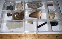 Load image into Gallery viewer, Beginner Collection of 12 labeled Fossils in a clear case. Includes Mosasaur Tooth, Dinosaur Bone Fragment, Mastodon Molar Fragment and more!