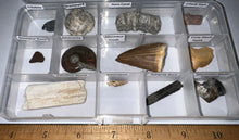 Load image into Gallery viewer, Beginner Collection of 12 labeled Fossils in a clear case. Includes Mosasaur Tooth, Dinosaur Bone Fragment, Mastodon Molar Fragment and more!