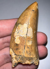 Load image into Gallery viewer, Huge Carcharodontosaur Fossil Tooth 2.74 Inches Fantastic Serrations