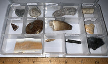 Load image into Gallery viewer, Beginner Collection of 12 labeled Fossils in a clear case. Includes Mosasaur Tooth, Dinosaur Bone Fragment, Mastodon Molar Fragment and more!